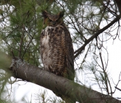 2016 04 16 Owls 017